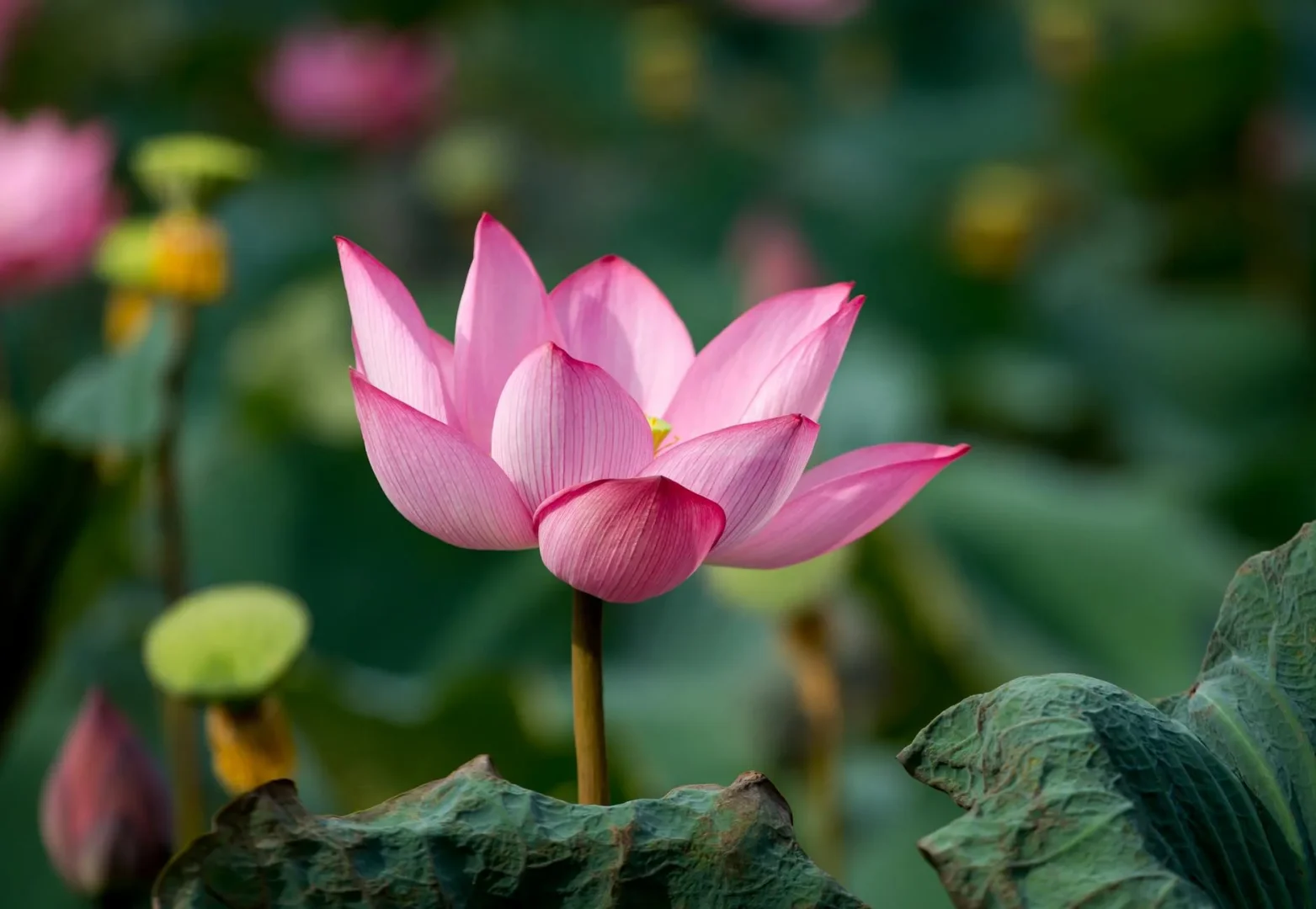 Hoa sen ở Hội An Việt Nam