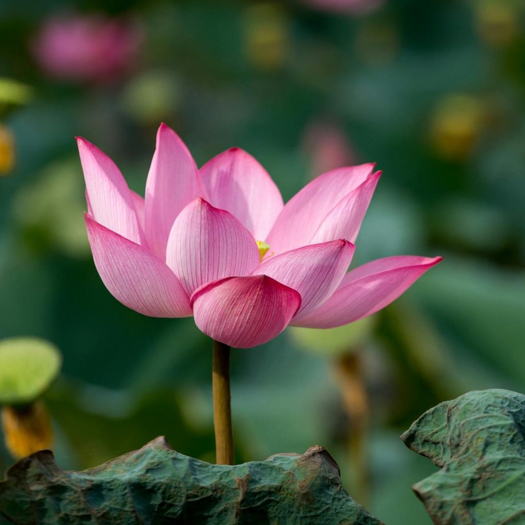 Hoa sen ở Hội An Việt Nam